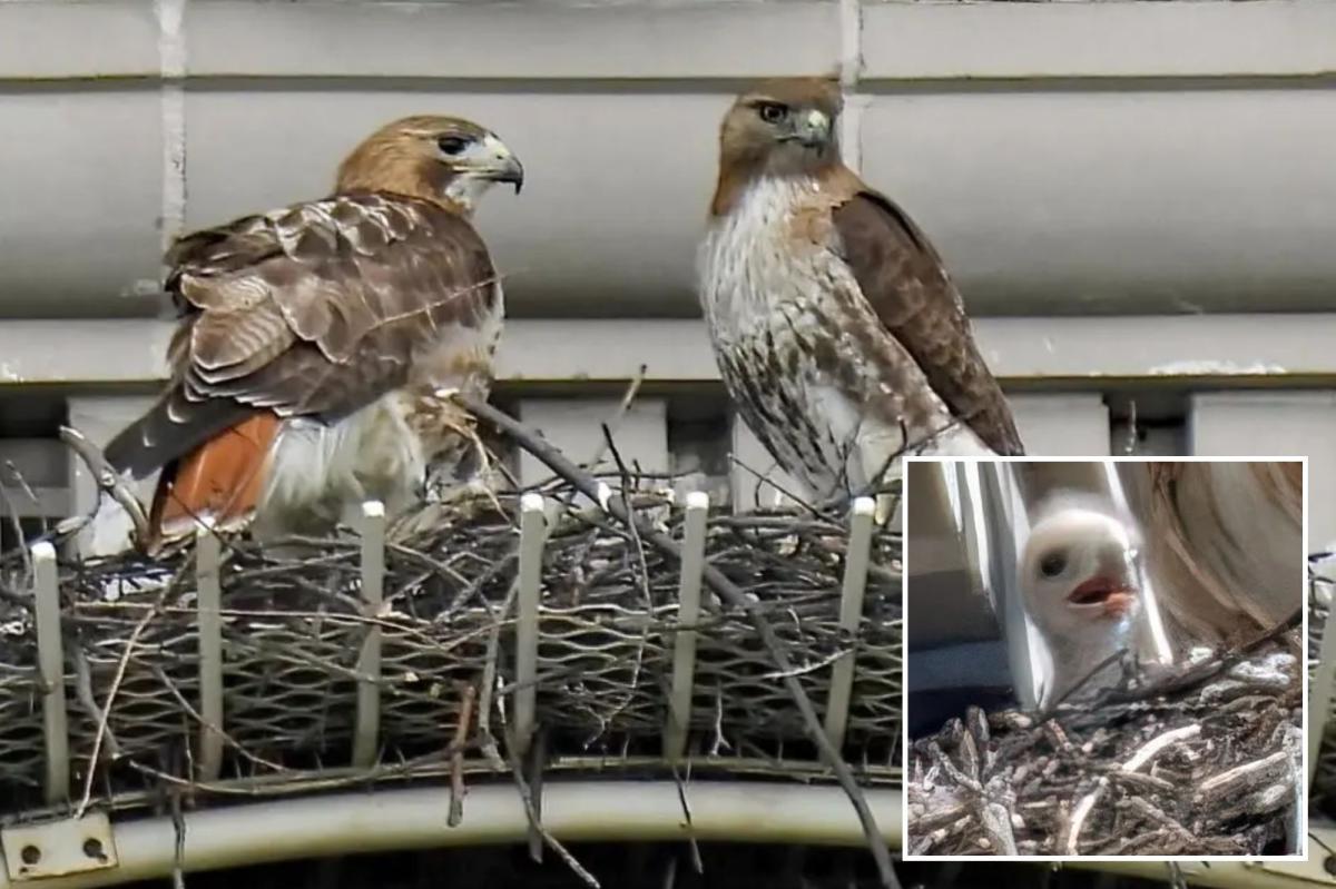 Pale Male's mate hooks up with boy toy after iconic NYC hawk's death