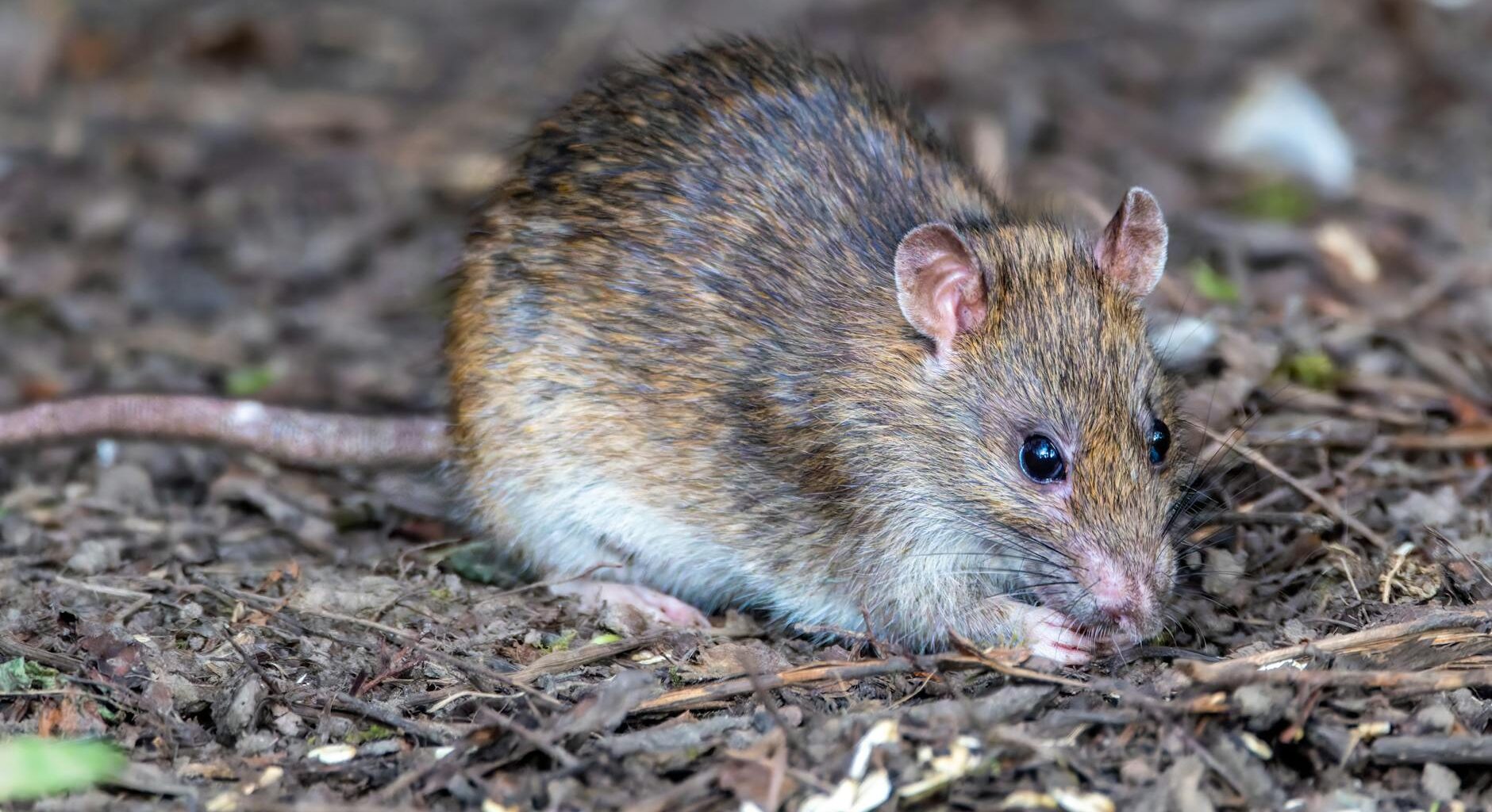 As New Yorkers are monitored after hantavirus exposure, experts say public risk remains low