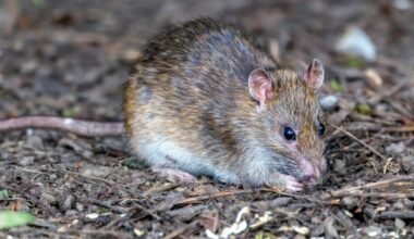 As New Yorkers are monitored after hantavirus exposure, experts say public risk remains low