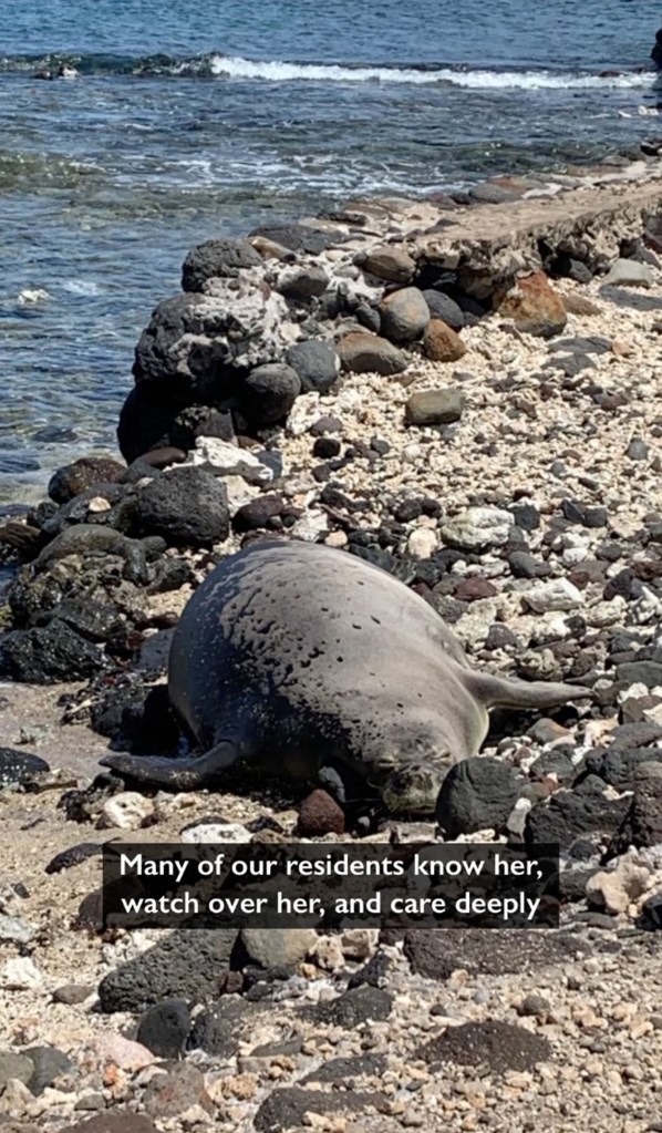 An endangered monk seal lies on a rocky beach next to the ocean.