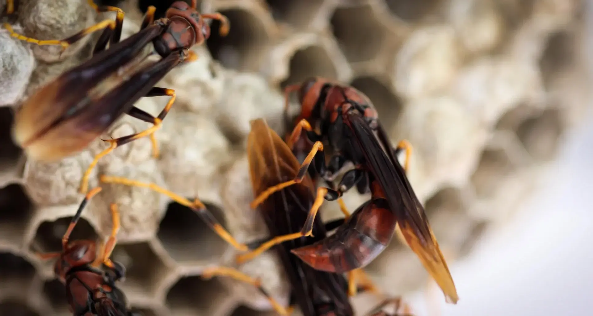 Queenless wasp colonies explode into chaos but hidden helpers save them