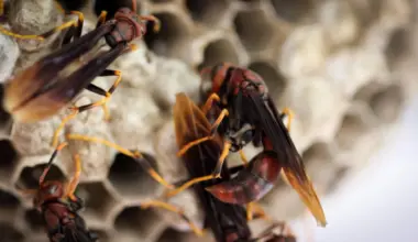 Queenless wasp colonies explode into chaos but hidden helpers save them