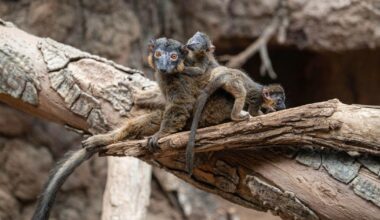 Bronx Zoo welcomes rare, endangered baby lemur twins to habitat
