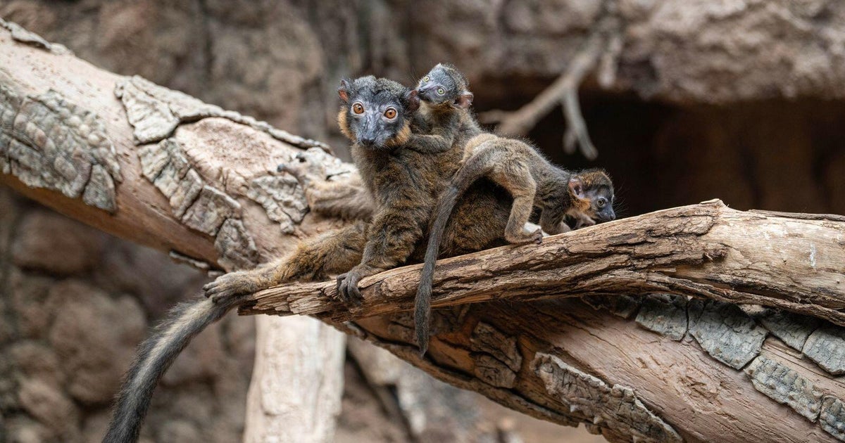 Bronx Zoo welcomes rare, endangered baby lemur twins to habitat