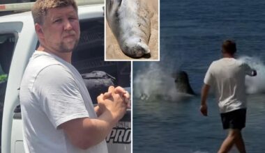 Seattle tourist beat up Hawaiian after viral video shows him tossing rock at endangered seal