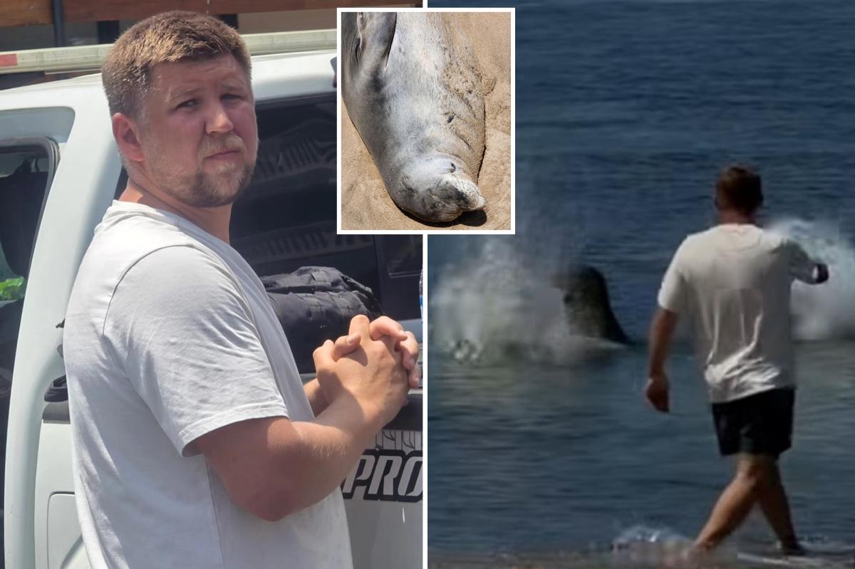 Seattle tourist beat up Hawaiian after viral video shows him tossing rock at endangered seal
