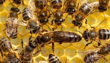 Worker bees decide which larvae become queens, study finds