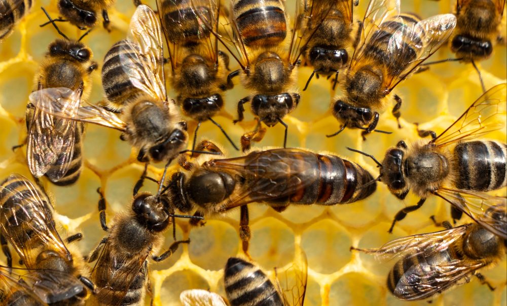 Worker bees decide which larvae become queens, study finds