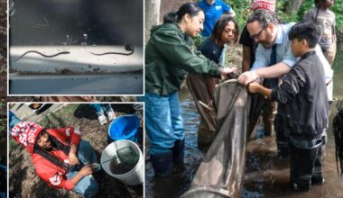 NYC's cold winter affects eel migration