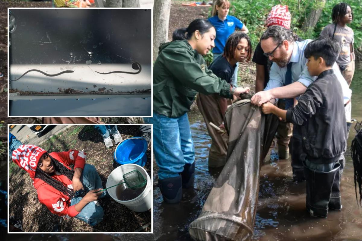 NYC's cold winter affects eel migration