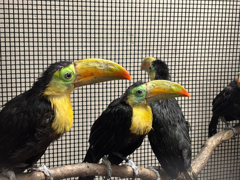 Toucans Bronx Zoo