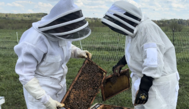 Bee swarms are popping up across Western New York this spring