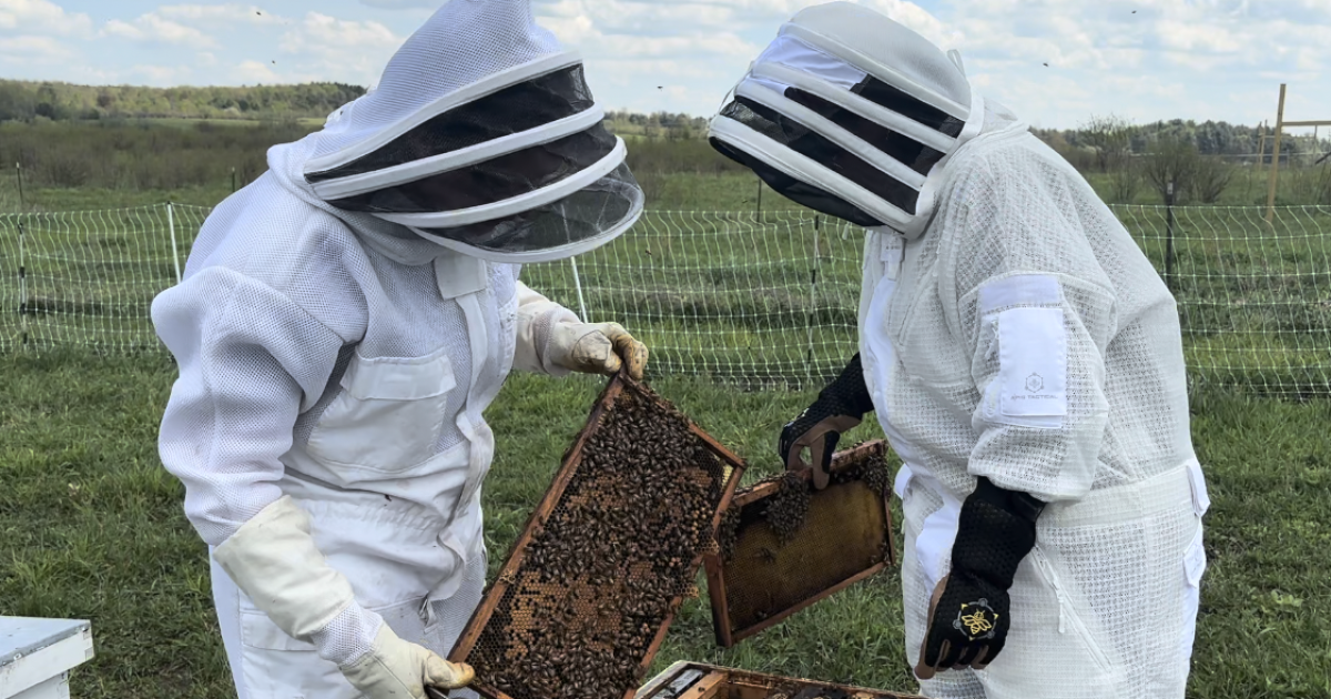 Bee swarms are popping up across Western New York this spring