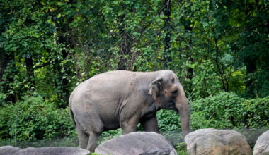 Happy the elephant is euthanized at the Bronx Zoo