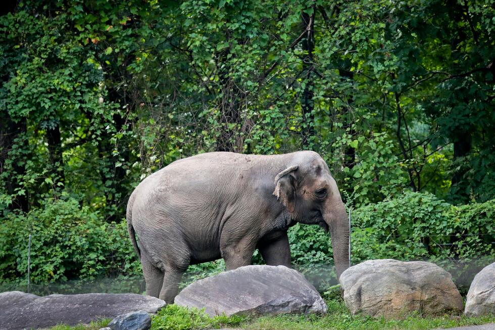 Happy the elephant is euthanized at the Bronx Zoo
