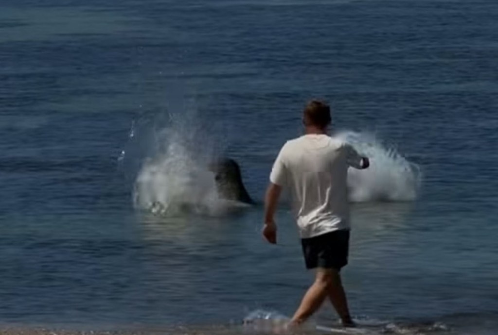 Man in a white t-shirt and dark shorts throws a rock at a Hawaiian monk seal in the water, causing a splash.