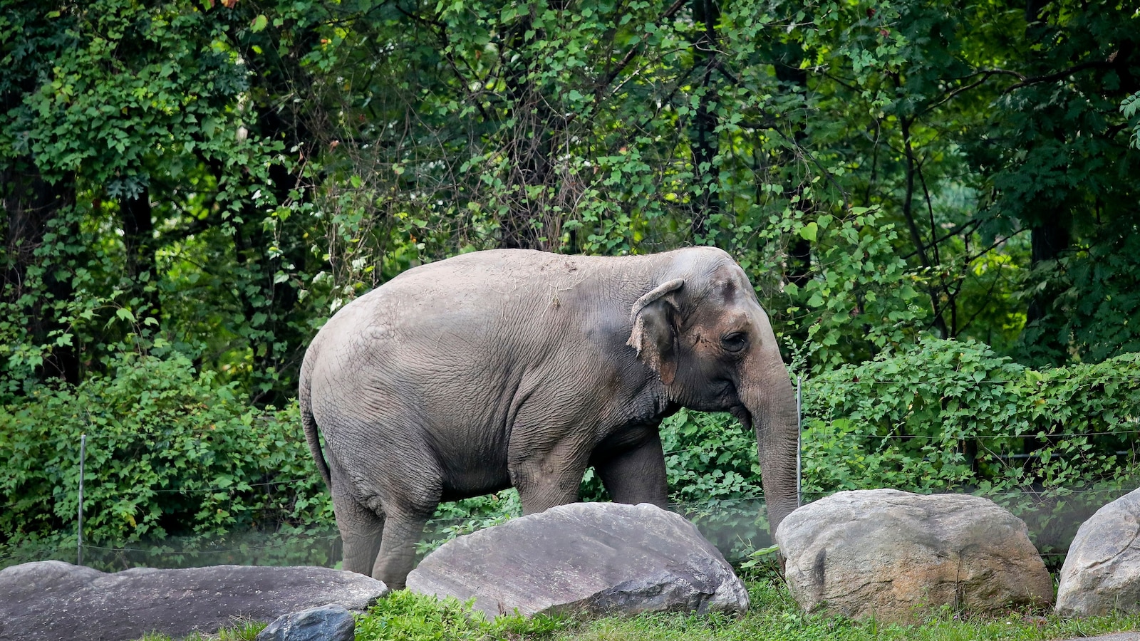Happy, who taught researchers that elephants can recognize themselves, is euthanized at Bronx Zoo