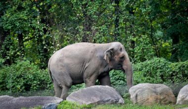 Happy, who taught researchers that elephants can recognize themselves, is euthanized at Bronx Zoo