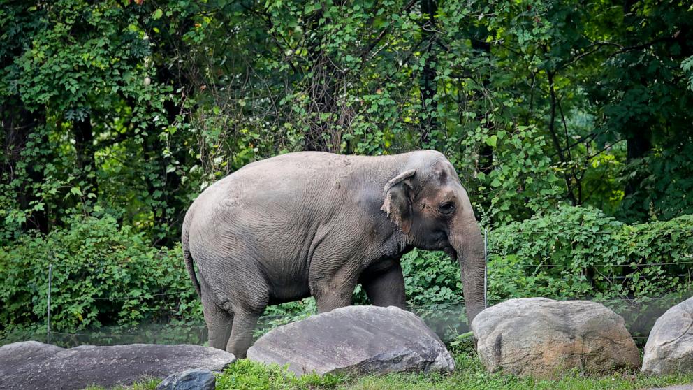Happy, who taught researchers that elephants can recognize themselves, is euthanized at Bronx Zoo