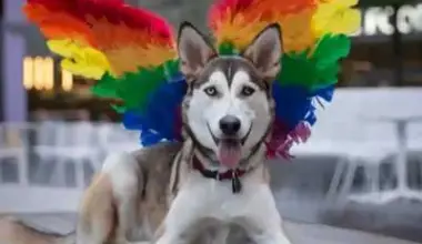 Woof Fest 2026: Free NYC Pride Dog Festival June 6 – New York Family
