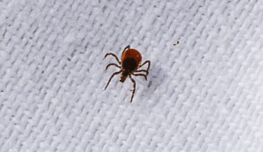 It’s Time to Worry About Ticks in the City