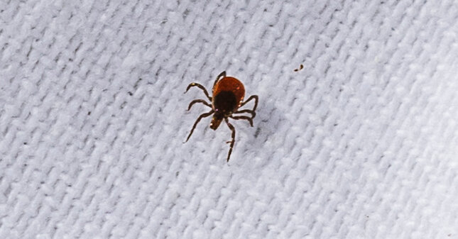 It’s Time to Worry About Ticks in the City