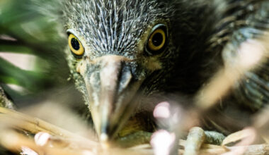This Rugged New York Heron Is Suddenly Facing Extinction in the City. Why?