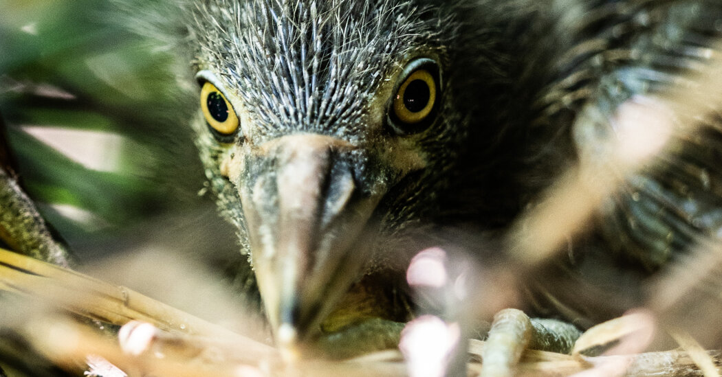 This Rugged New York Heron Is Suddenly Facing Extinction in the City. Why?