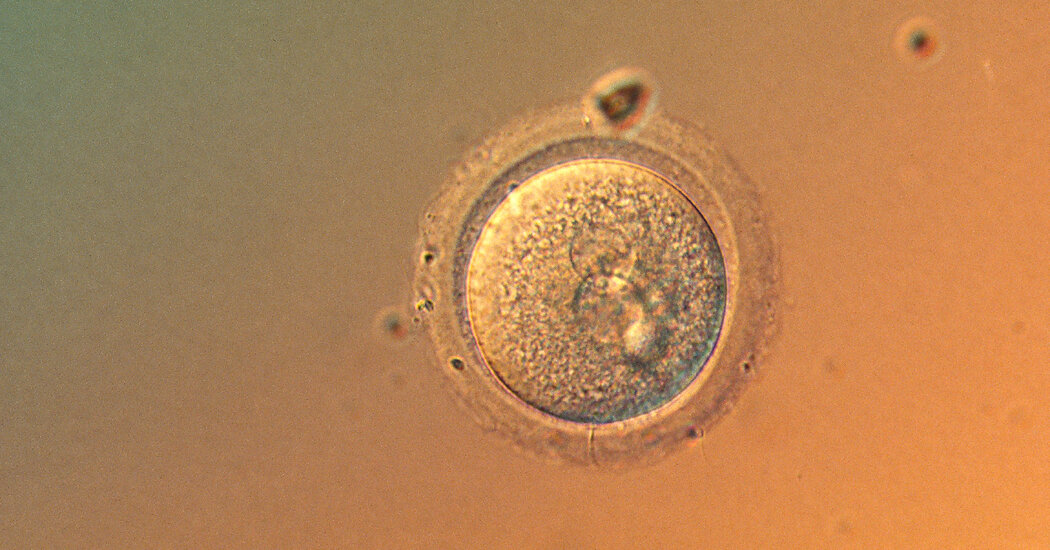 In a First, Scientists Precisely Edit Human Embryo Genes