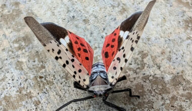 New York launches free statewide events as officials urge residents to fight spotted lanternfly and other invasive species