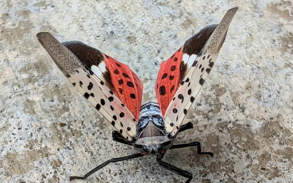New York launches free statewide events as officials urge residents to fight spotted lanternfly and other invasive species