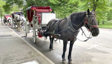 Teen dies in Central Park runaway carriage horse crash