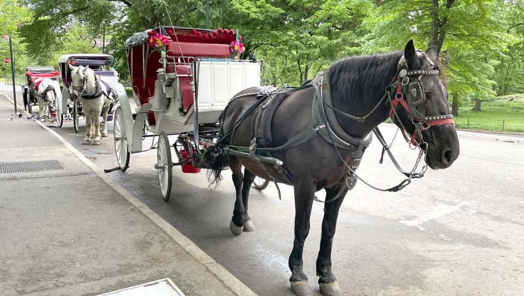 Teen dies in Central Park runaway carriage horse crash