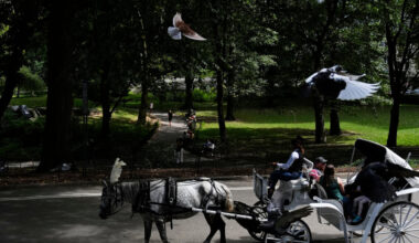 Carriage Horse Dies in Central Park After Medical Episode, Police Say
