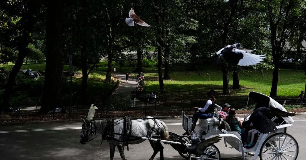 Carriage Horse Dies in Central Park After Medical Episode, Police Say