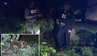 85-year-old man killed by falling tree in freak accident at NYC park: cops