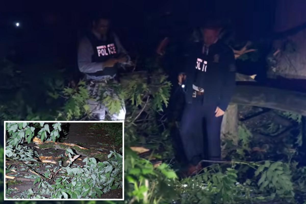 85-year-old man killed by falling tree in freak accident at NYC park: cops