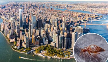 US states with highest bed bug risk revealed