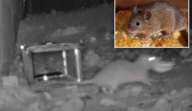 NYC mice and rats are evolving -- building immunity to pesticides and figuring out deadly traps: new, wild study