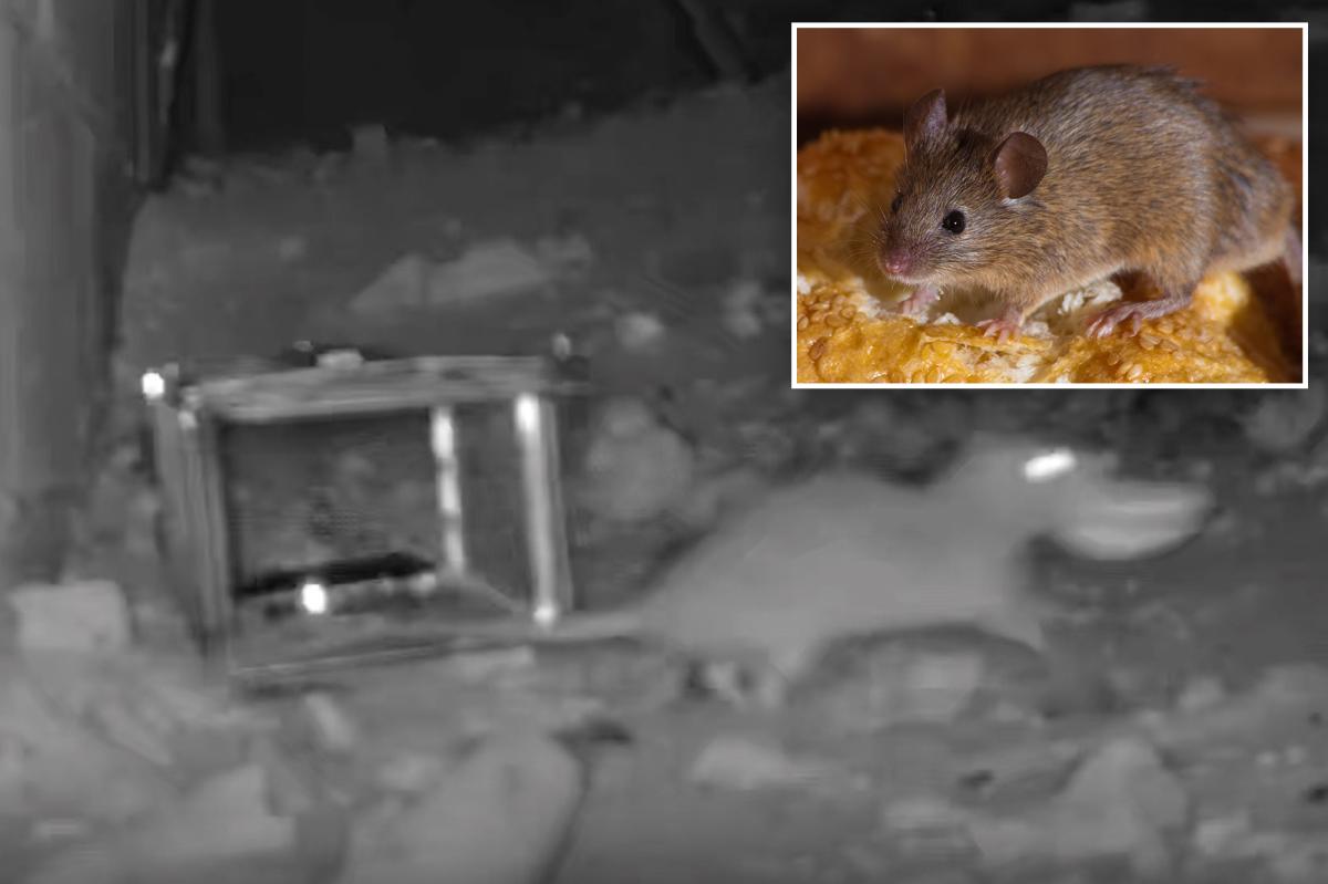 NYC mice and rats are evolving -- building immunity to pesticides and figuring out deadly traps: new, wild study