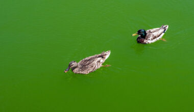 Algae Is Turning the Reflecting Pool Green. Again.
