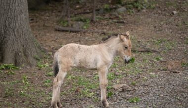 Rare horse recently born at the Bronx Zoo