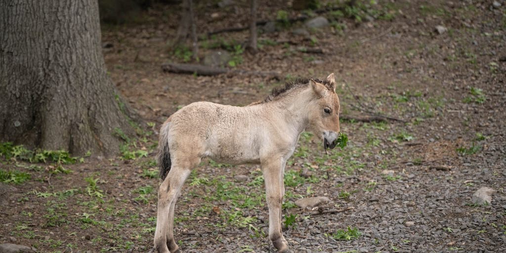 Rare horse recently born at the Bronx Zoo