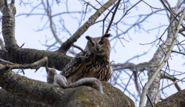 Flaco the owl Documentary 'Wild Inside' to Premiere During Outdoor Screening Inside of Central Park in NYC