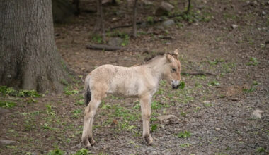 Rare, almost extinct wild horse born at the Bronx Zoo