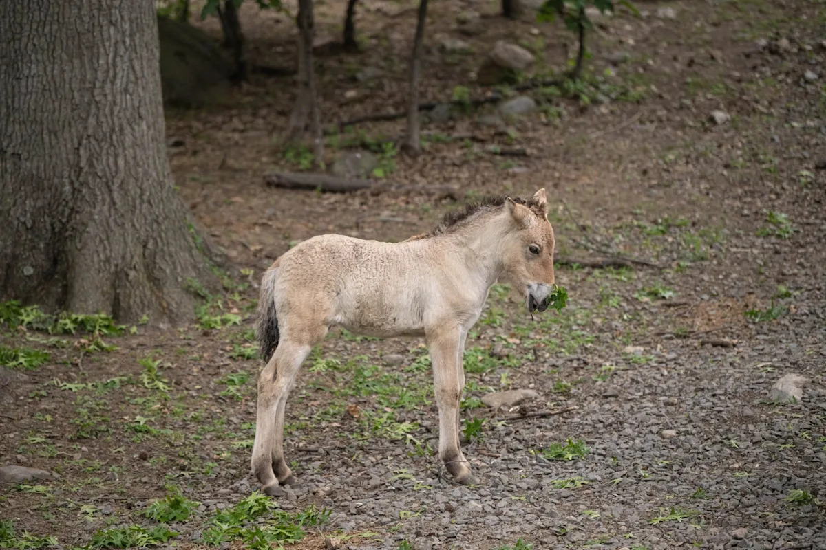 Rare, almost extinct wild horse born at the Bronx Zoo