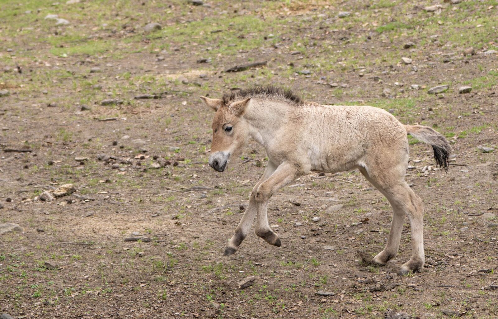 'Playful Youngster': See the Rare, Endangered Przewalski's Horse Born at the Bronx Zoo