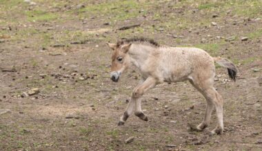 'Playful Youngster': See the Rare, Endangered Przewalski's Horse Born at the Bronx Zoo