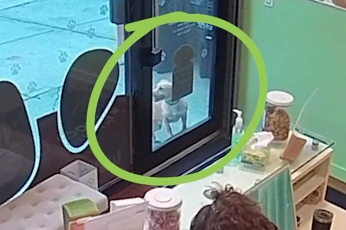 Pete the Dog Ended Up Lost and Alone in N.Y.C., So He Ran a Mile to His Favorite Daycare for Help (Exclusive)