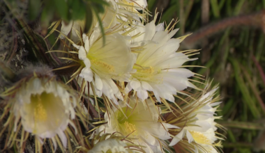 Hundreds gather for rare Queen of the Night cactus bloom in downtown Sarasota